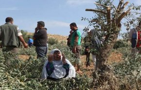 الاحتلال ’الاسرائيلي’ يقتلع مئات أشتال الزيتون غرب بيت لحم