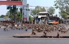 بالفيديو.. كورونا يصيب القرود بالجنون في تايلاند
