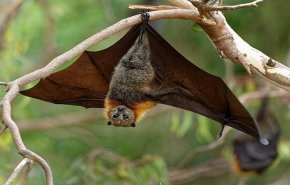 الخفافيش بريئة من فيروس كورونا والإنسان هو المسؤول!
