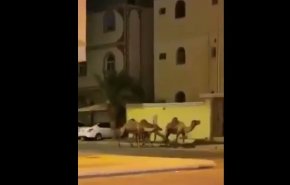 السعودية: قطيع من الإبل يخرق حظر التجول+فيديو 