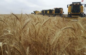 توقعات بانتاج 14 مليون طن من القمح الايراني في العام الحالي
