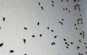 اسراب حشرات تهاجم سوريا ومخاوف من انتشارها بجرمانا