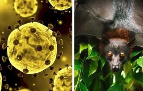 خط بطلان سازمان جهانی بهداشت بر ساختگی بودن ویروس کرونا/ مبدا کرونا در چین و به احتمال زیاد خفاش‌ها مخزن اکولوژیکی آن هستند