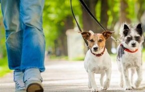 افزایش نگرانی در آمریکا با ابتلای نخستین سگ در این کشور به کرونا