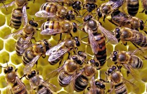بعد أمريكا والصين.. تفشي وباء فيروسي قاتل في أسراب النحل ببريطانيا