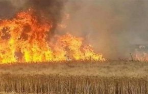 القوات الامريكية تحرق حقول القمح بسوريا بأمر من ترامب