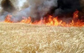 6600 هكتار مزروعة بالقمح والشعير في الحسكة تضررت جراء الحرائق