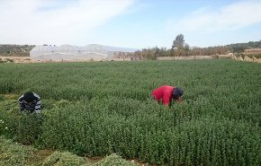 تجربة زراعة الزعتر بدرعا… فرص عمل ومصادر دخل إضافية