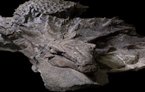 الكشف عن الوجبة الأخيرة لديناصور مدرع محفوظة في معدته منذ 110 ملايين عام