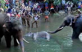 القصة الكاملة لنفوق أنثى الفيل الحامل في الهند