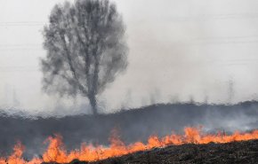 حريق يلتهم 100 دونم من الشعير والزيتون في حماة