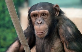 دراسة: اكتشاف خطير في قلوب الشمبانزي
