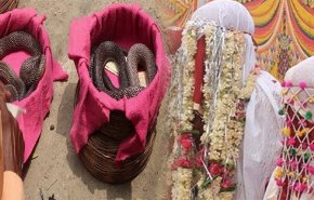 عروس هندية تقدم 21 أفعى سامة لعريسها في يوم الزفاف