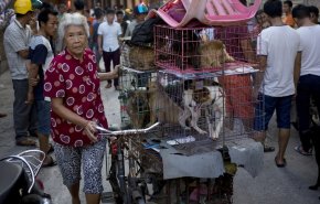 افتتاح نمایشگاه سالانه گوشت سگ در چین علی‌رغم توصیه‌های دولت