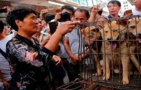رغم الجدل الكبير بسبب كورونا.. الصين تقيم مهرجان 'لحوم الكلاب'!