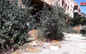 سوریا: انتشار شجرة خطيرة في تدمر لأول مرة..وخبراء يحذرون 