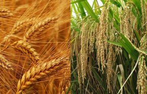 حد مجاز آرسنیک در برنج و کادمیوم در گندم تصویب شد