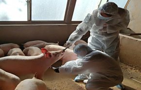 من كورونا إلى الخنازير.. الصين تكتشف فيروس جديد قد يتحول لوباء