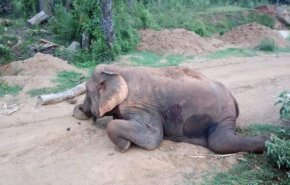 لغز محير.. نفوق جماعي لفيلة في بوتسوانا دون علم السبب!