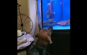 شاهد.. مواجهة بين سمكة الزينة وكلب!