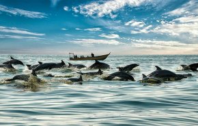فيديو مدهش.. مئات الدلافين يتسابقون قبالة شواطئ جنوب كاليفورنيا