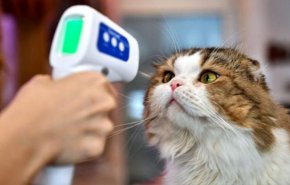 دواء للقطط يساعد في محاربة كورونا