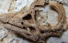 جمجمة نادرة تكشف عن سر مثير حول أكبر الديناصورات العاشبة
