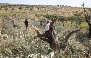 تخريب اراضي المزارعين الفلسطينيين على يد المستوطينين