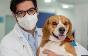 إصابة أول كلب بفيروس كورونا في الأردن