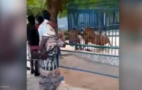 فيديو مرعب.. أسد ضخم يعض يد عامل بحديقة حيوانات
