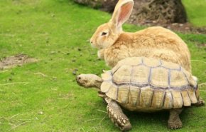 بالفيديو.. سباق بين سلحفاة وأرنب يؤكد 'القصة الأسطورة'