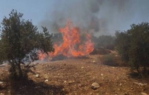مستوطن يحرق المئات من أشجار الزيتون في رام الله