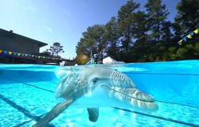 بالفيديو..دلافين روبوتية تحل محل الحيوانات بالحدائق الترفيهية 