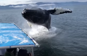 بالفيديو: شاهد كيف اعترض هذا الحوت الضخم طاقم صيد في المحيط
