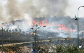 اوتشا: احراق 1000 شجرة زيتون في 19 اعتداءا للمستوطنين
