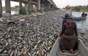 اكتشاف فيروس جديد قاتل يصيب الأسماك في العراق