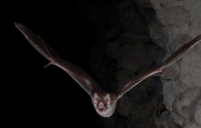 خفا‌ش‌های خون‌آشام هنگام بیماری، فاصله اجتماعی را رعایت می‌کنند