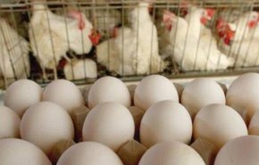 مصدر سوري: ارتفاع أسعار البيض سببه التهريب الى دول الجوار