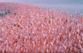 فيديو مدهش من طيور الفلامنغو الوردية في بحيرة بكازاخستان