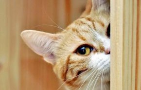 دراسة: القطط تستخدم الإشارات الصوتية لتحديد موقع مالكها