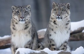 شاهد لقطات نادرة لنمور الثلوج المهددة بالانقراض