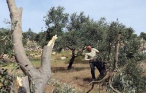 مستوطنون يقطعون أشجار زيتون معمرة في الضفة الغربية