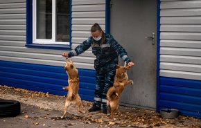 تدريب الكلاب على شم الفيروسات من خلال عينات تدريبية!