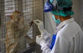 بالفيديو: اختبار ناجح للقاح الايراني المضاد لكورونا على قرد 