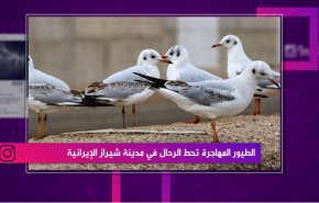 الطيور المهاجرة تحط الرحال في مدينة شيراز الايرانية