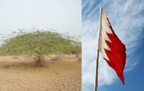 شاهد.. حاجة غابات الأمازون البحرينية لخبراء أجانب للتشجير!
