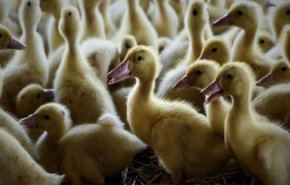 إعدام 600 ألف بطة في فرنسا بسبب إنفلونزا الطيور