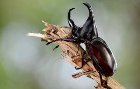 خطوة تمهيدية للسماح باعتماد الحشرات كأطعمة في أوروبا