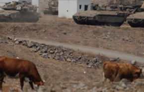 نظامیان صهیونیست گاوهای لبنان را پس دادند