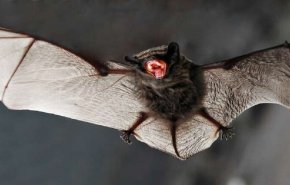 خفافيش بكمبوديا تحمل مسببات الأمراض 